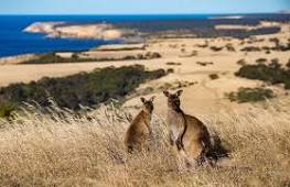 Shore excursions kangaroo island