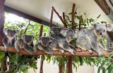 Brisbane: Highlights includes Lone Pine Koala Sanctuary