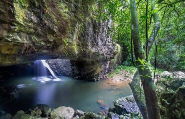 Brisbane: Springbrook and Tamborine Rainforest Tour