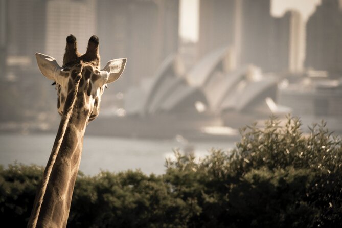 Sydney Shore Excursion