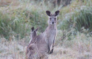 Kangaroos, mangroves and the ocean