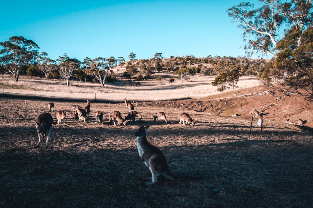 Hobart Cruise Tour